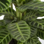 Calathea Zebrina - Ø19cm - ↕80cm - Afbeelding 3