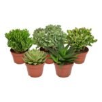 Vijf verschillende groene succulenten in terracottapotjes, Ø15cm, hoogte 20cm, van merk MEERgroothandel Planten.