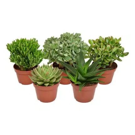 Vijf verschillende groene succulenten in terracottapotjes, Ø15cm, hoogte 20cm, van merk MEERgroothandel Planten.