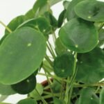 2x Pilea Peperomiodes - Pannekoekenplant - 25cm - ø15 - Afbeelding 3