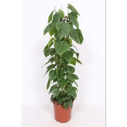 Philodendron Scandens in een bruine pot, hoogte 120 cm, met hartvormige, groene bladeren. Geschikt voor binnen.
