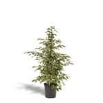 Ficus benjamina Twilight in zwarte pot, hoogte 95 cm, met groene en witte bladeren, ideaal als kamerplant.