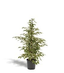 Ficus benjamina Twilight in zwarte pot, hoogte 95 cm, met groene en witte bladeren, ideaal als kamerplant.