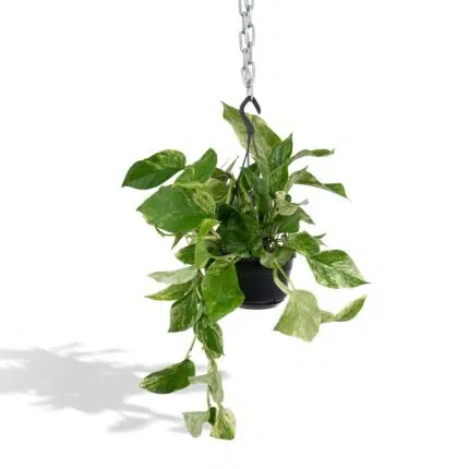 Hangende Epipremnum Marble Queen plant in zwarte pot, met groene bladeren met witte marmerpatronen, hoogte 25 cm.