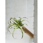Hangcilinder - Licht eiken - Afbeelding 6